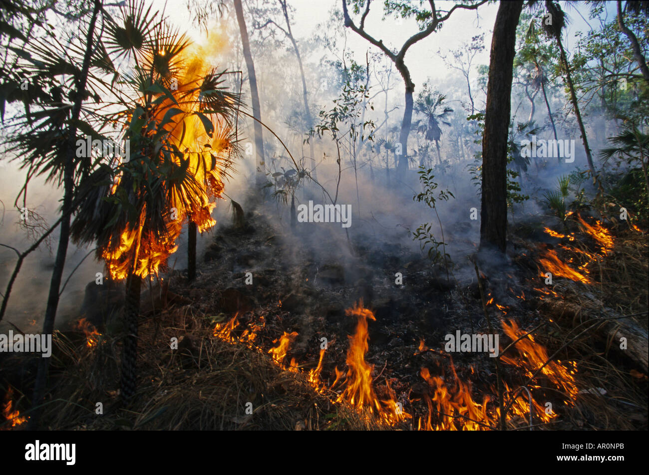 Sommer Bushfire im Litchfield National Park, Waldbrand im Sommer nach der Trockenperiode, Nord-Australien, Australien Stockfoto