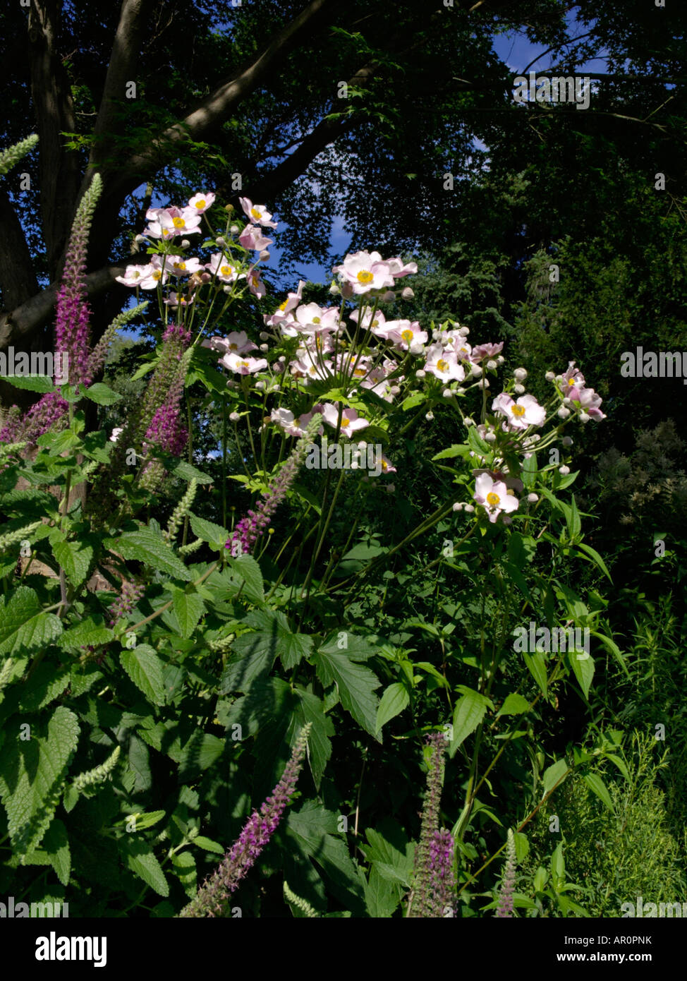 Japanische Anemone (Anemone Hupehensis var. Japonica 'Honorine Jobert') Stockfoto