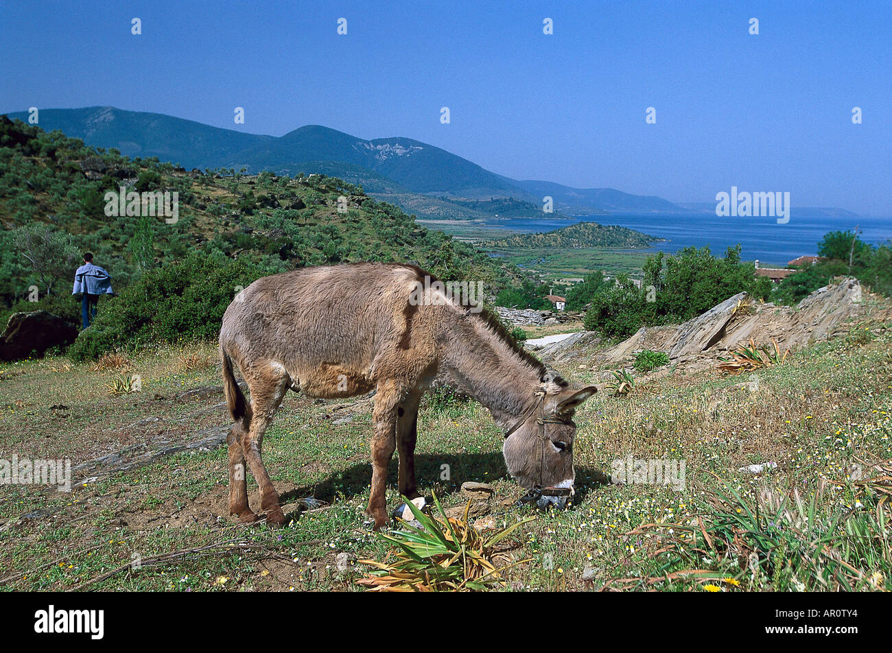 Esel, Bafa See, S, W-Tuerkei Tuerkei Stockfoto