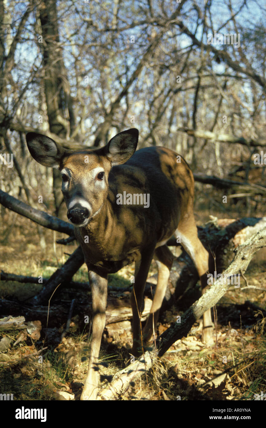 White tailed Deer Odocoileus Virginianus Doe im Shenandoah-Nationalpark Virginia Stockfoto