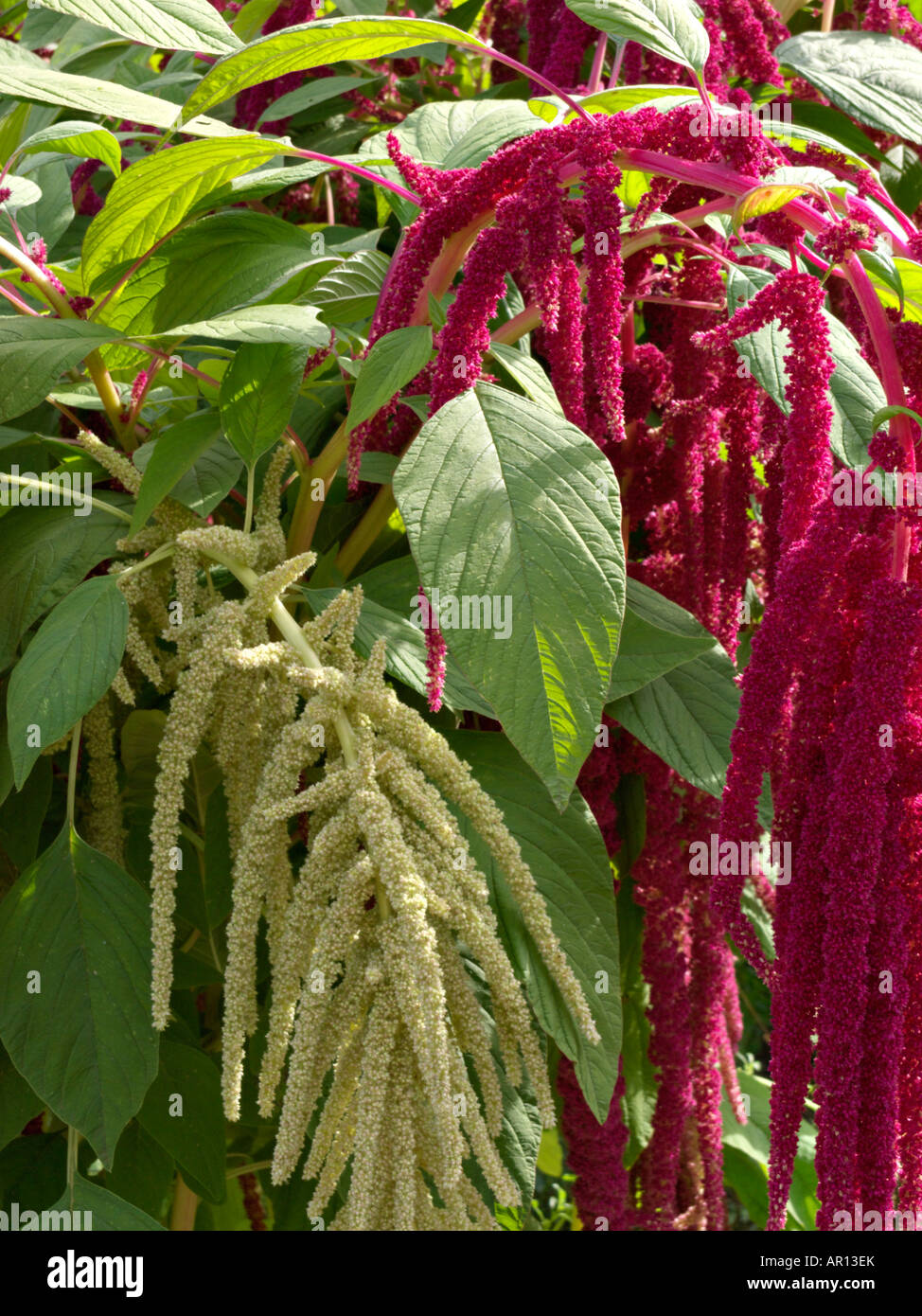 Love Lies Bleeding (amaranthus caudatus) Stockfoto