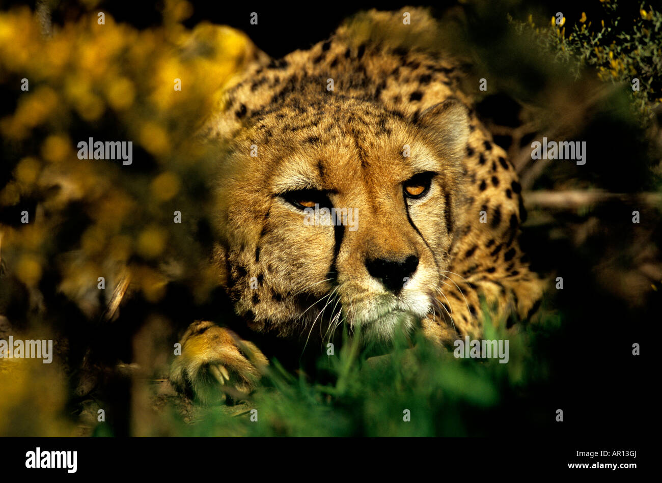 Ein Gepard, fotografiert in Gefangenschaft in Stealth-ähnlichen pose Stockfoto