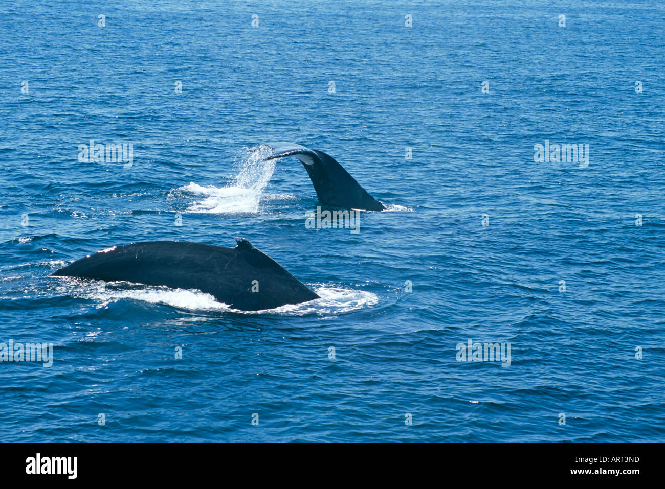 Zwei Buckelwale schwimmen vor der Ostküste von Australien Stockfoto