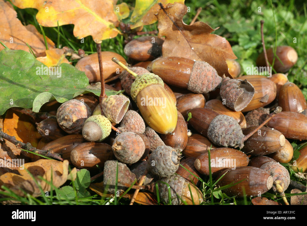 Herbst Waldboden: verlässt Eicheln und Eiche (Quercus Robur) Stockfoto