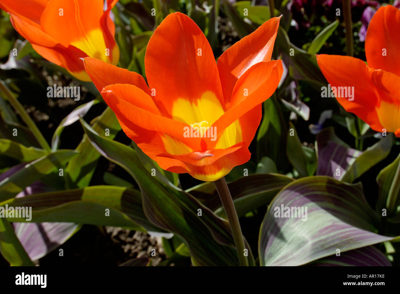 Rote Tulpen von oben Stockfoto