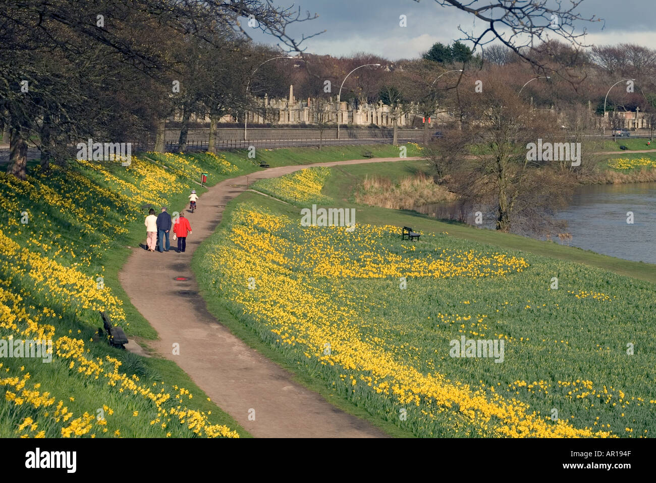 dh River Fußpfad Narzissen FLUSS DEE ABERDEEN SCHOTTLAND Schottisch Familie Wandern Frühling Blumen Spaziergänge Frühling Spaziergang Spaziergang am Wasser Stockfoto