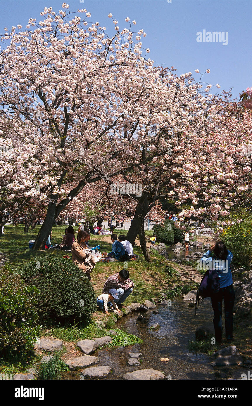 Kirschbaum Blume Feier, Ninna-Ji Tempel, Imperial Palace Park, Kyoto, Japan, Asien Stockfoto