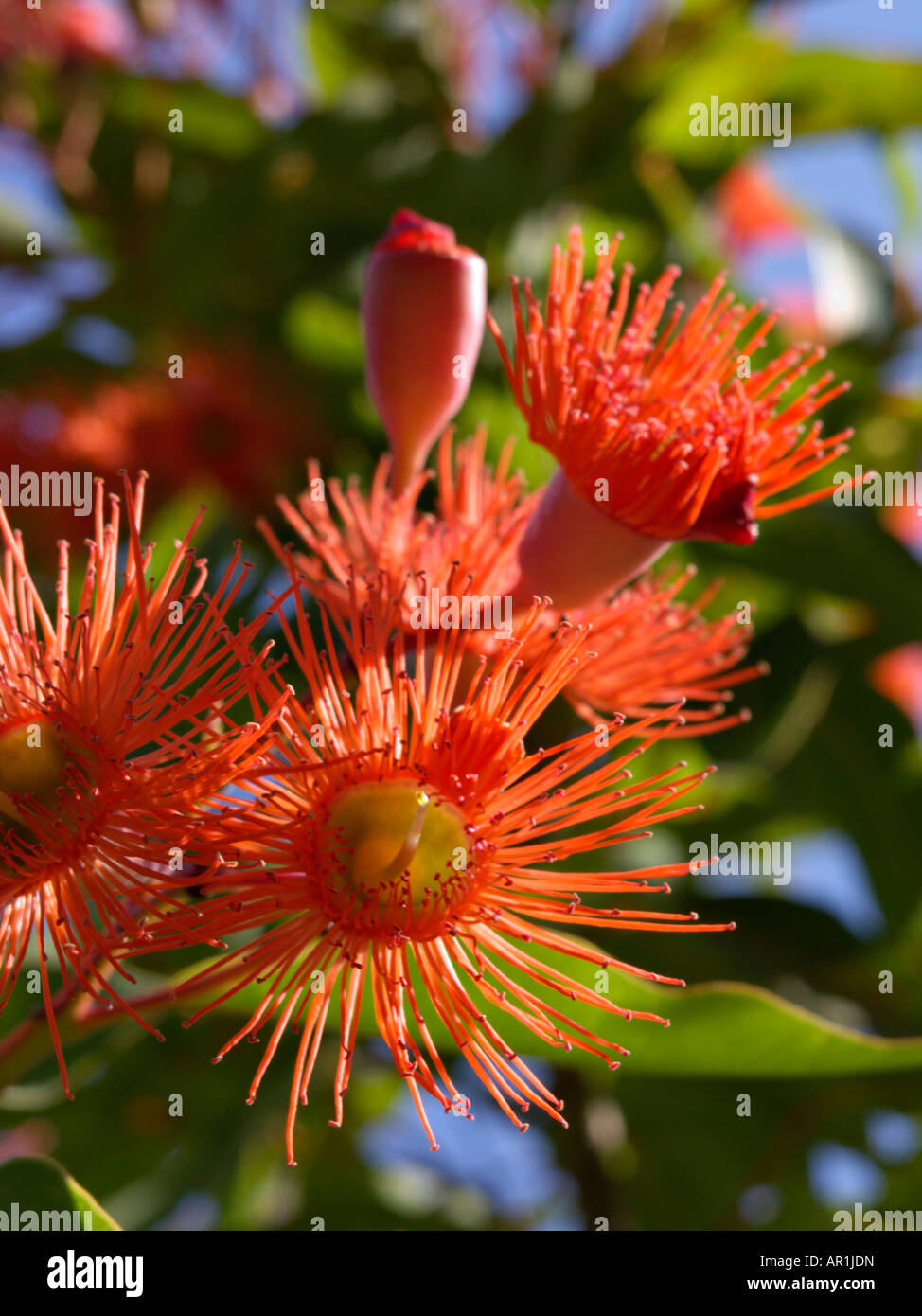Rote Blüte Gummi (corymbia ficifolia Syn. eucalyptus ficifolia) Stockfoto
