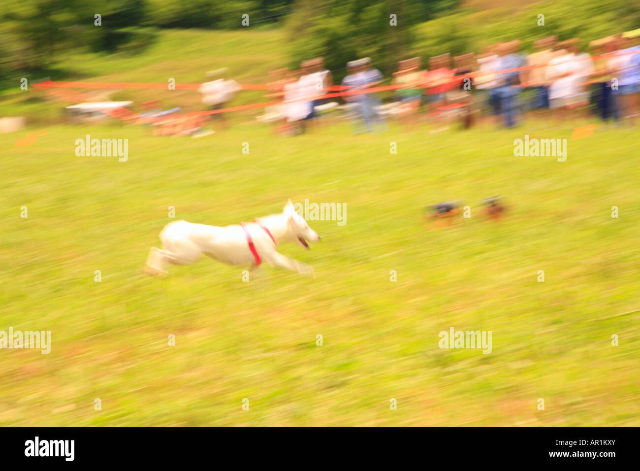 Locken, Coursing, Pferd & Hund Weinfest, Bedford, Virginia, USA Stockfoto