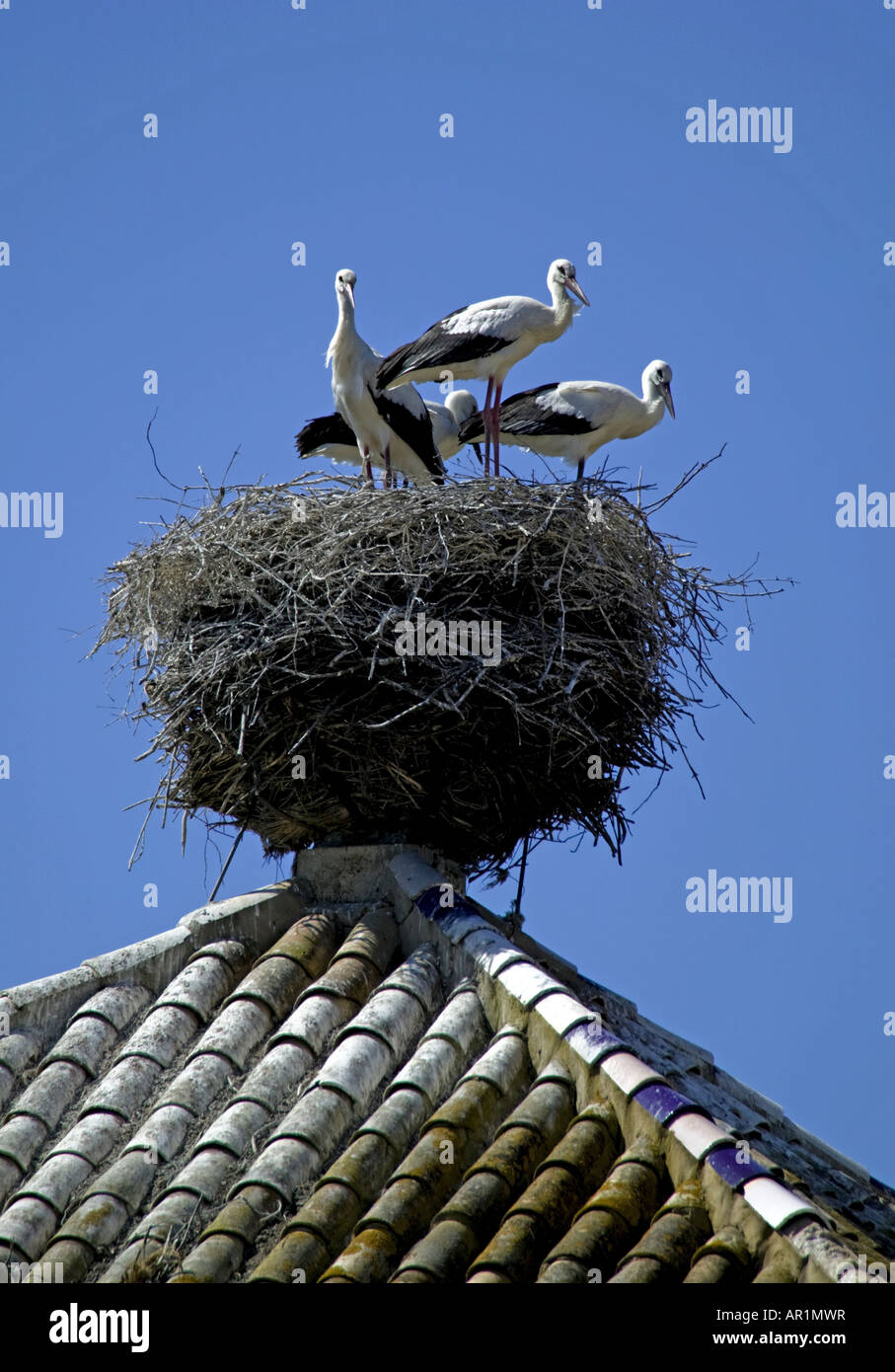 Drei Störche am Nest auf Dach, Donana Park, Spanien Stockfoto