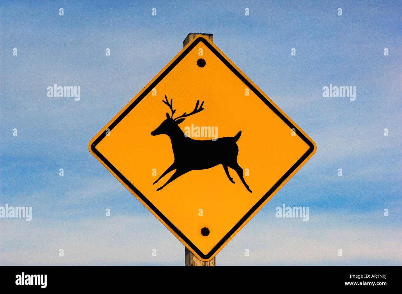 Warnschild Hirschkreuzung, gelbes Schild, Kalifornien, USA. Wilde Tiere,  die Verkehrsschilder für sicheres Fahren auf der Straße aufbringen. Schutz  der Tierwelt vor Autos im Wald des Yosemite Nationalparks. Roadtrip-Konzept  Stockfotografie - Alamy