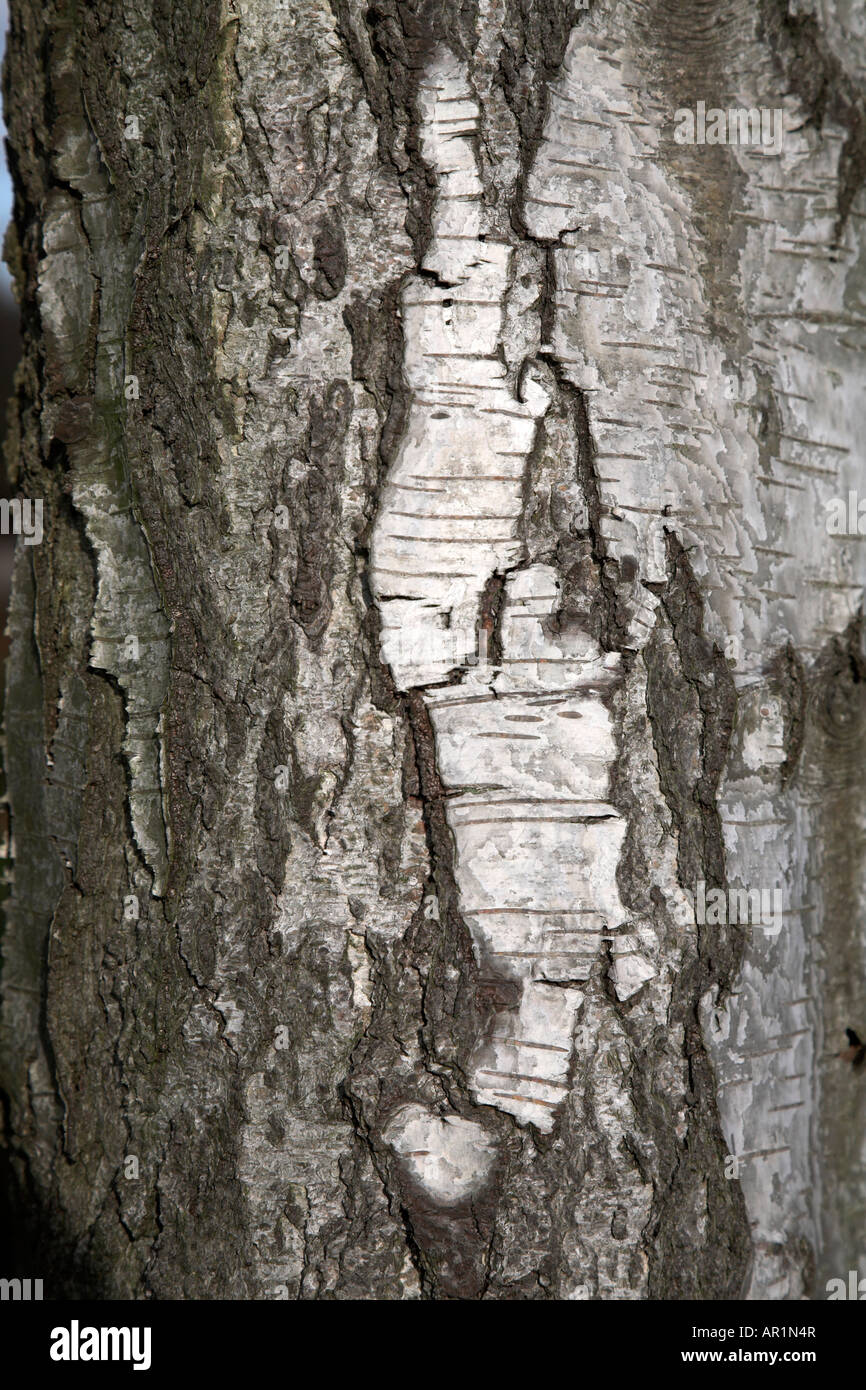 Detail der Rinde Birke Baum Betula Pendel Stockfoto