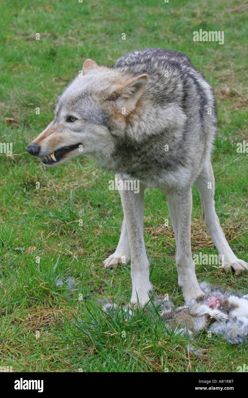 Beenham grauer Wolf Stockfoto