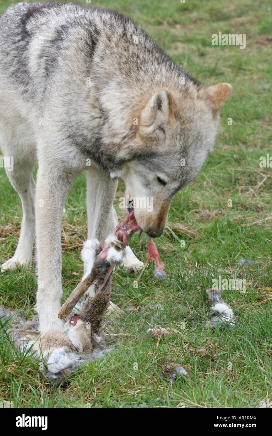 Grauer Wolf Fütterung von Kaninchen. Beenham Conservation Trust Stockfoto