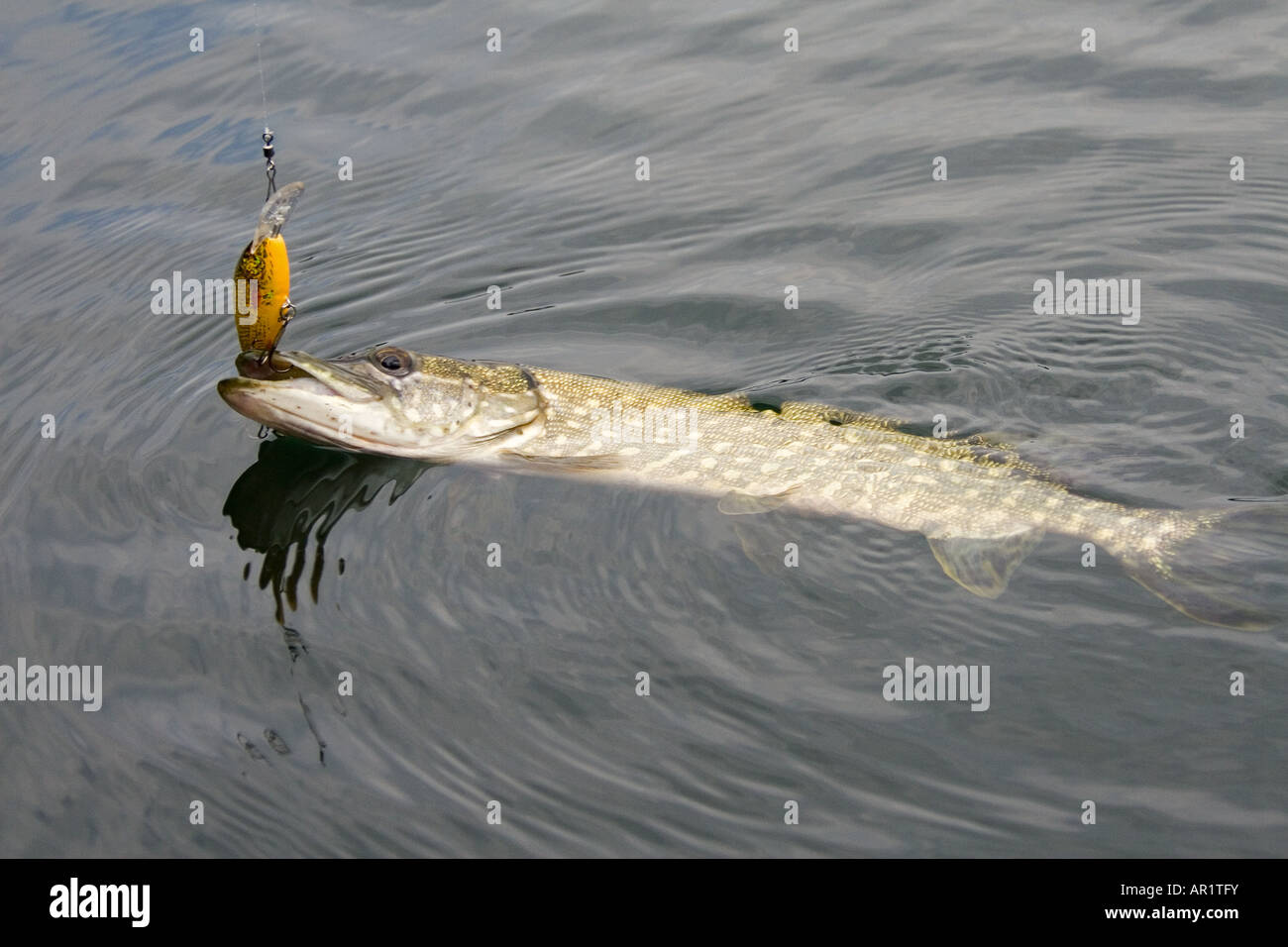 Hecht angelrute -Fotos und -Bildmaterial in hoher Auflsung  Alamy