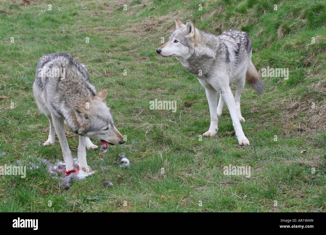 Graue Wölfe essen Kaninchen bei Beenham Lesen Stockfoto