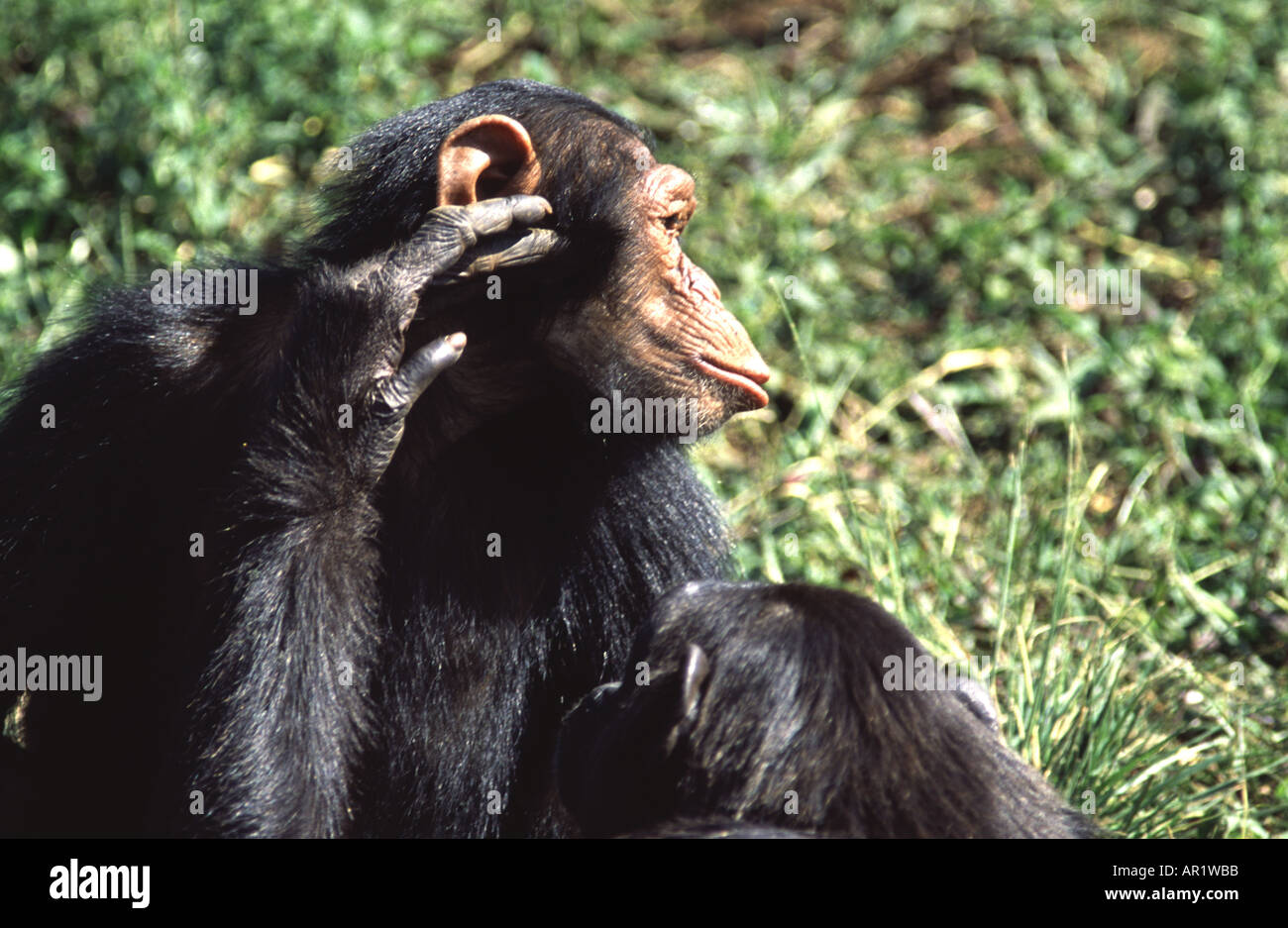 Pflege den Schimpansen, Pan troglodytes Stockfoto