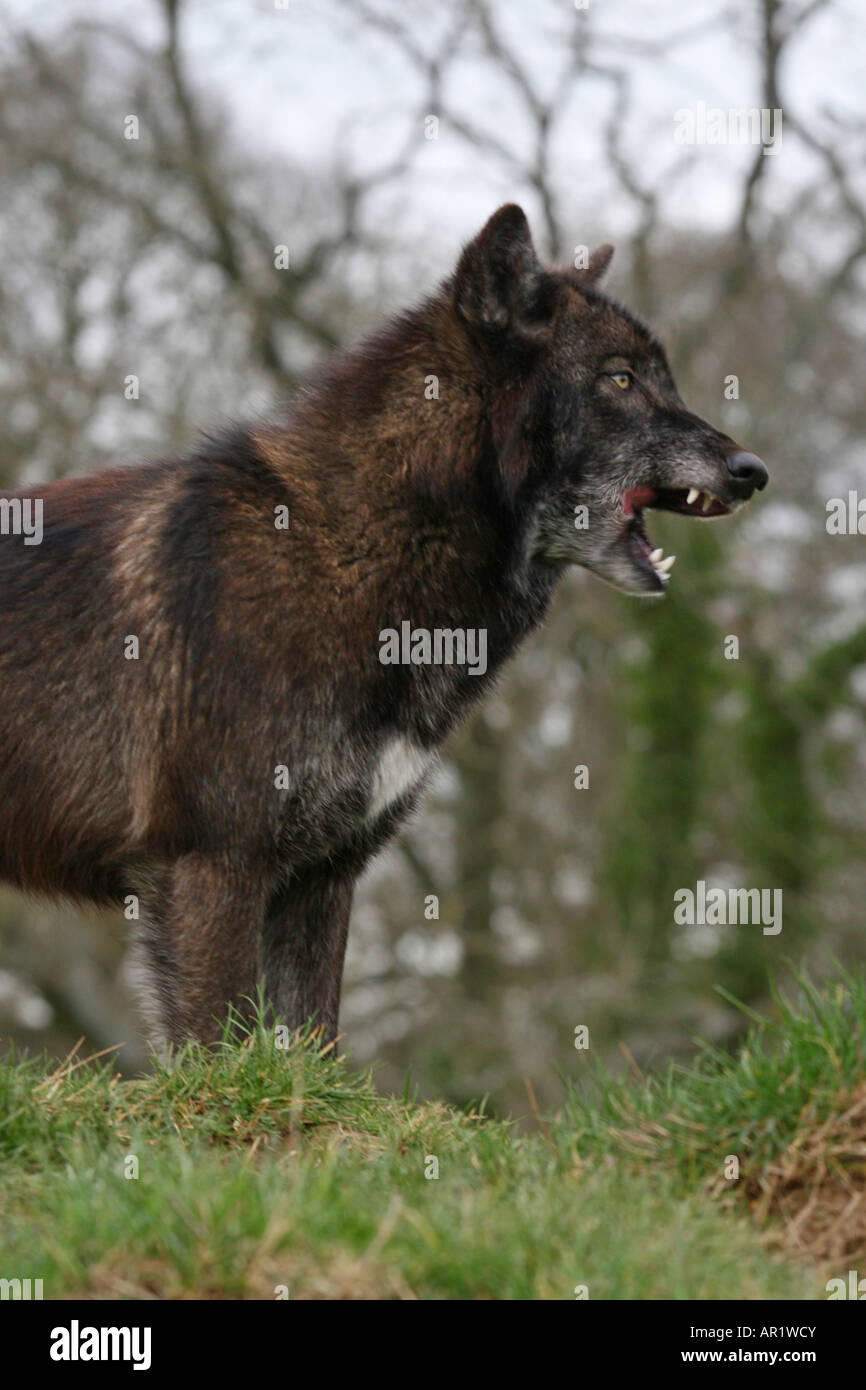Grauer Wolf an beenham Conservation Trust lesen Stockfoto