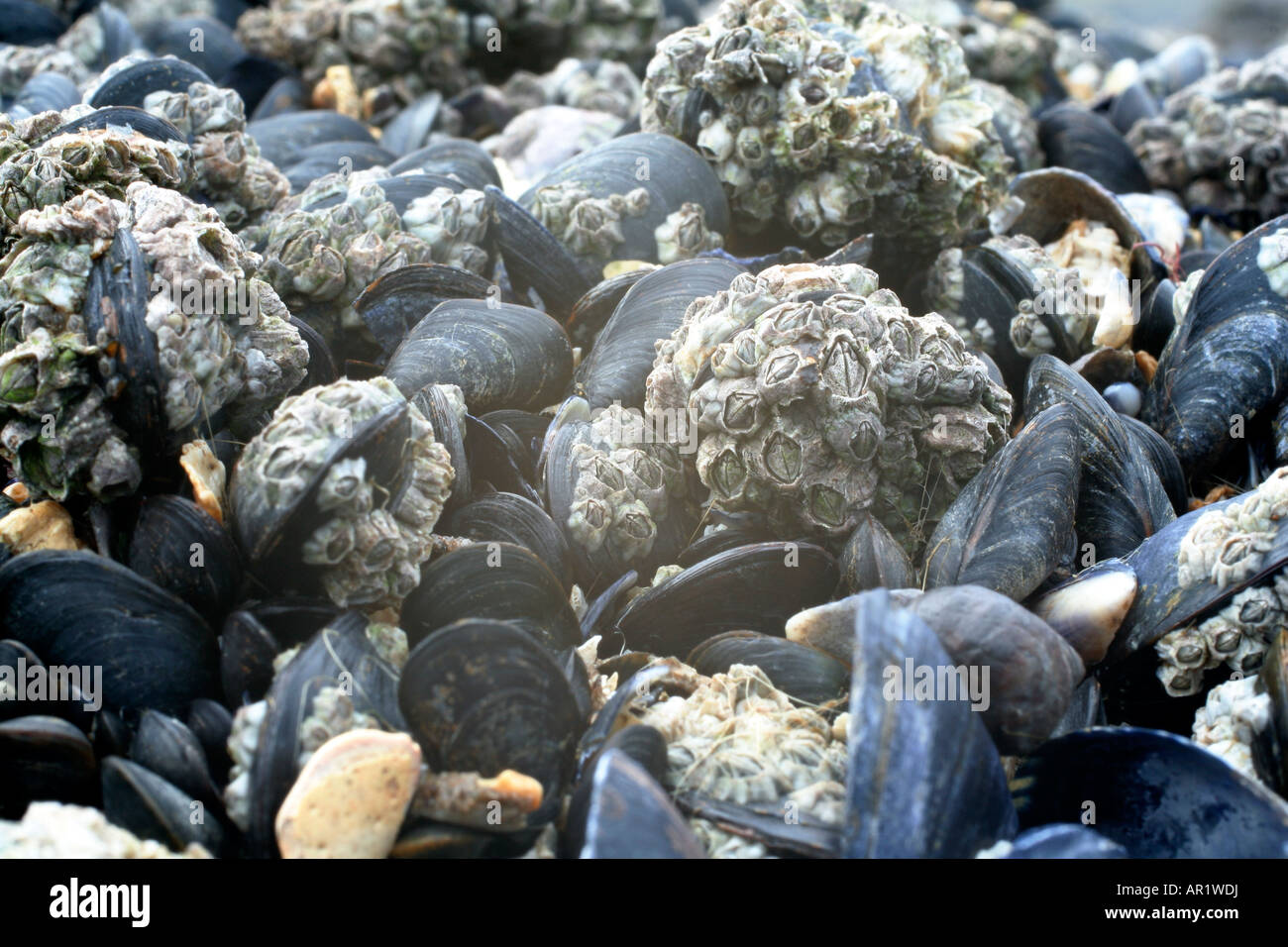 Marine Miesmuschel Mytilus Edulis mit Polis Stellate Barnacle verkrustet Stockfoto