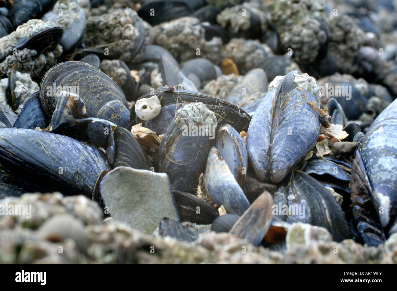 Marine Miesmuschel Mytilus edulis Stockfoto