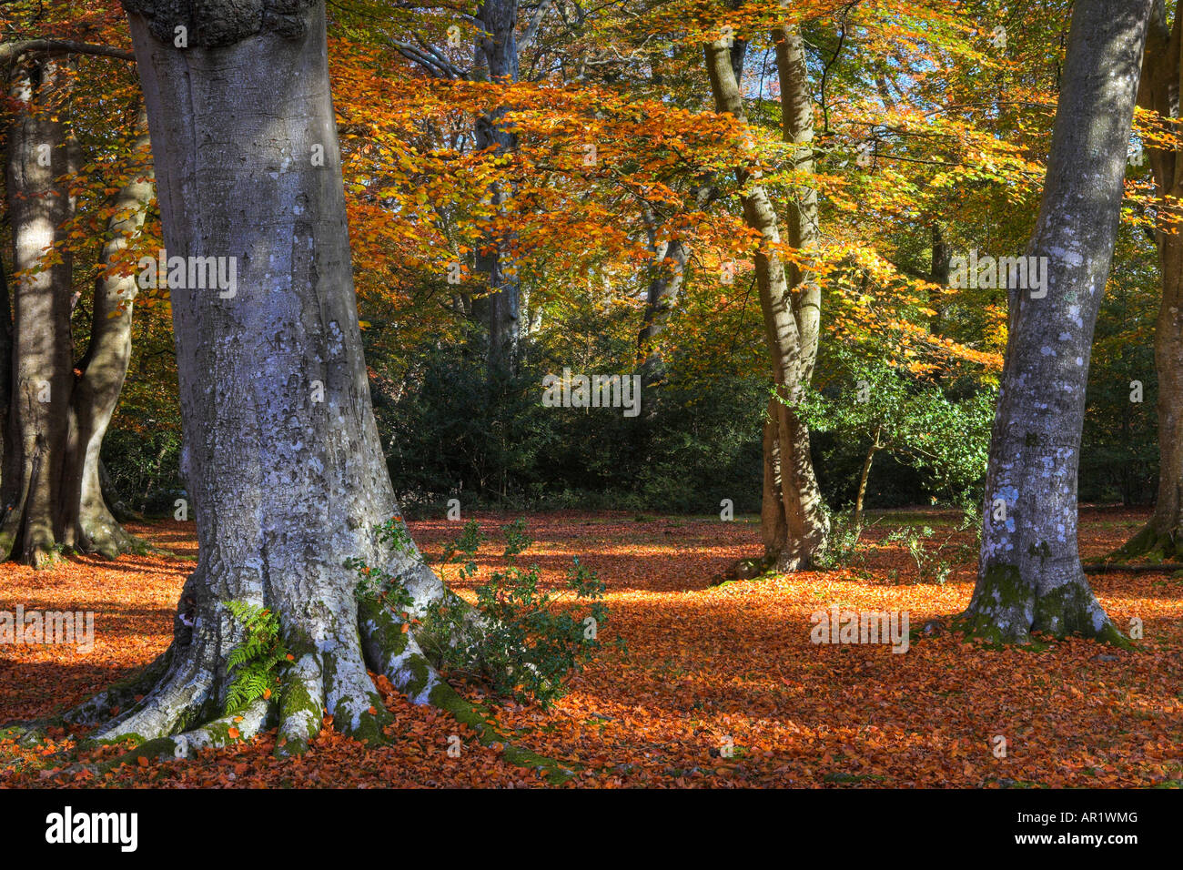 Herbstfärbung in Wäldern in der Nähe von Rufus Stone, New Forest National Park, Hampshire Stockfoto