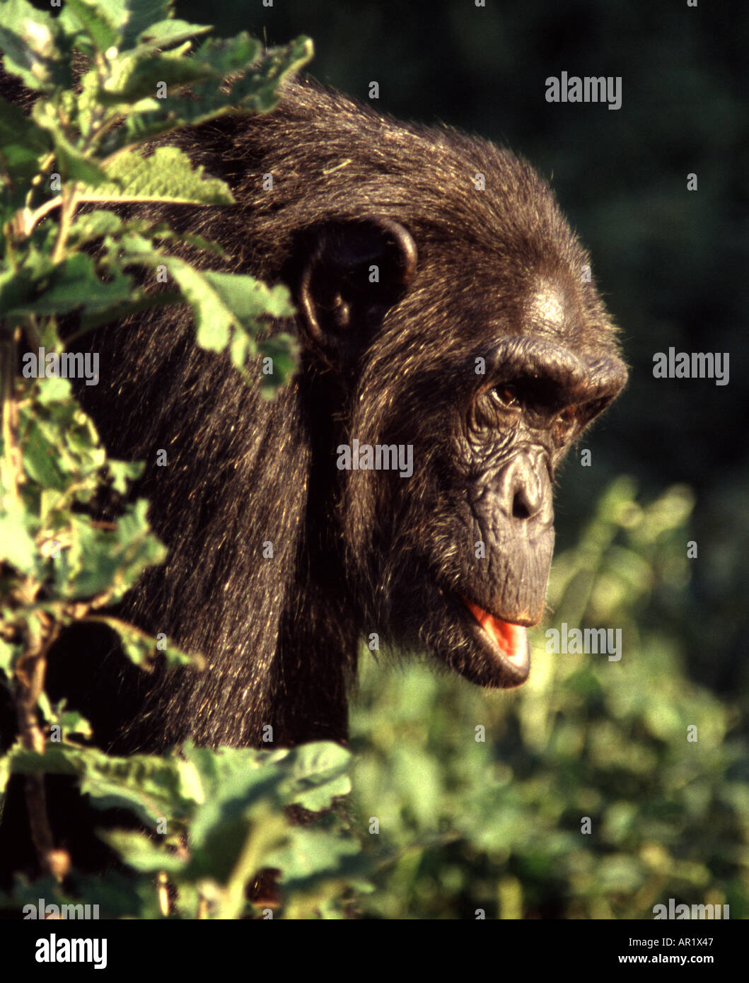 Den Schimpansen, Pan troglodytes Stockfoto