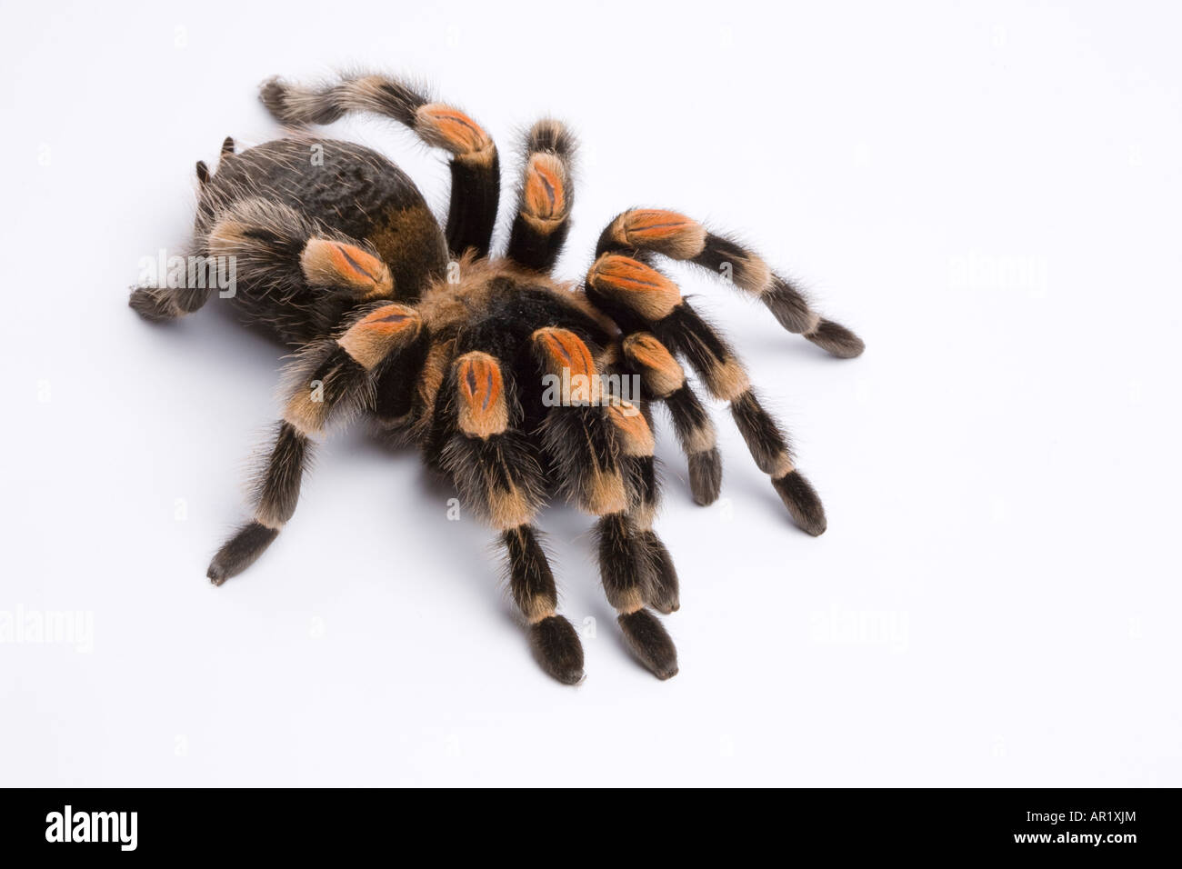 Spinne haustier tarantel -Fotos und -Bildmaterial in hoher Auflösung – Alamy