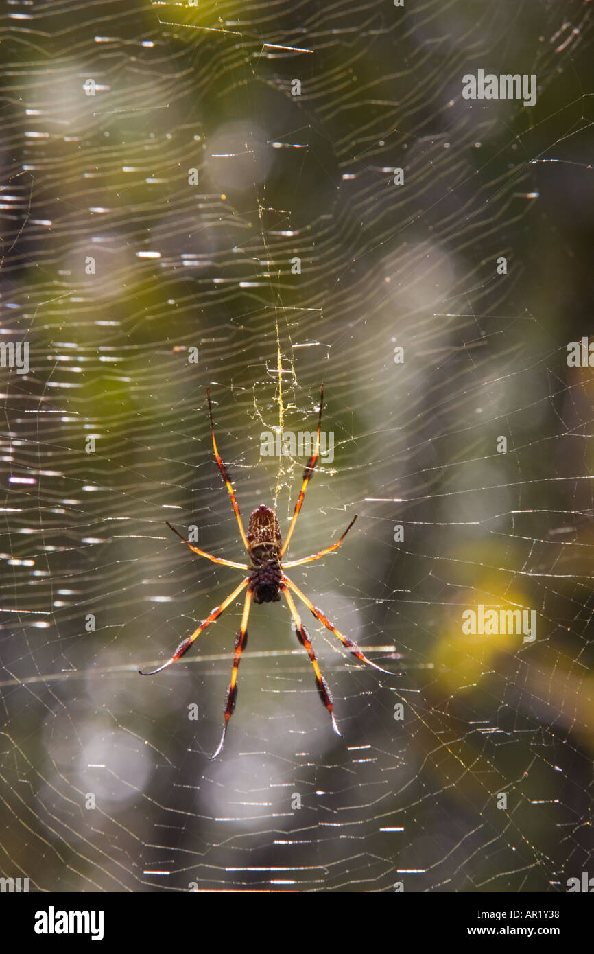 Golden Silk Spinne (Nephila Clavipes) sitzt auf ihrem Netz Stockfoto