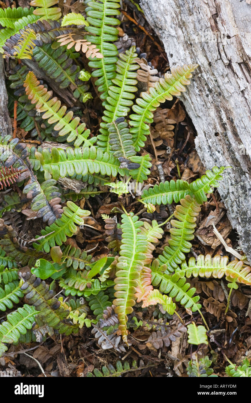 kriechender günsel vernichten Kriechender Günsel kaufen | Ajuga reptans main image 0