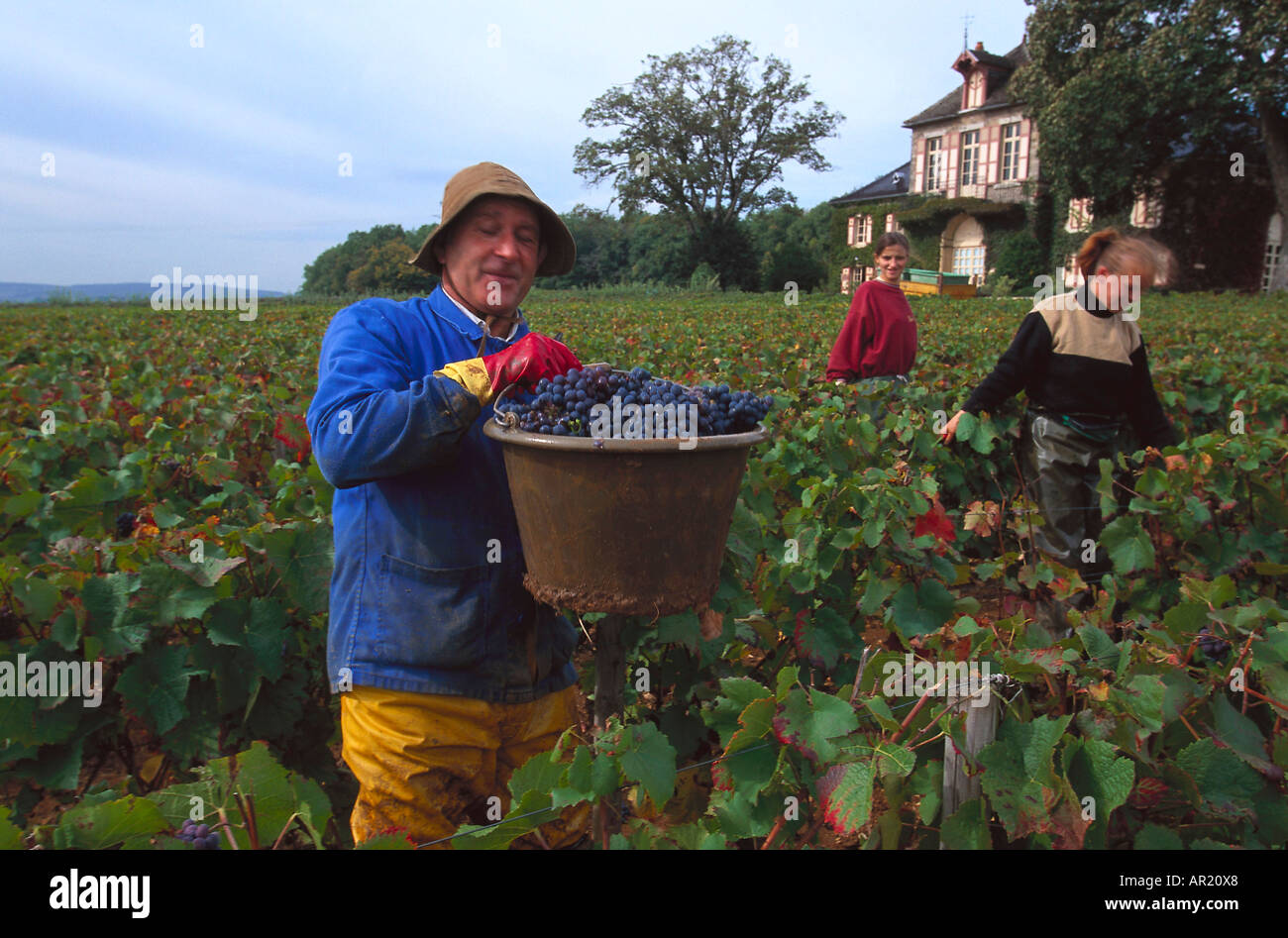 Vintage, Côte de Nuits Burgund, Frankreich Stockfoto