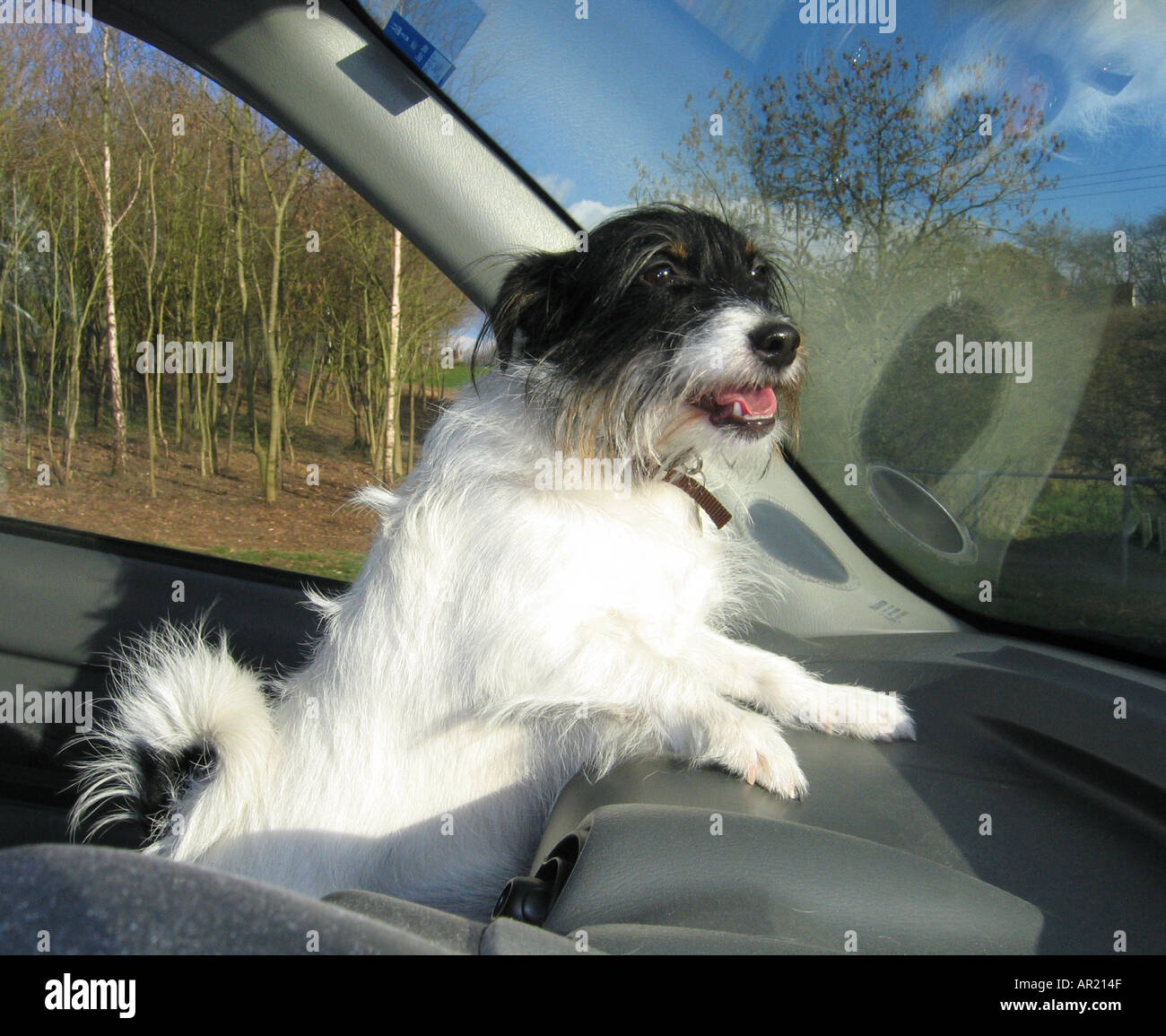 Kleine Jack Russell Terrier Hund stehend mit geben Pfoten auf dem Armaturenbrett eines Autos Stockfoto