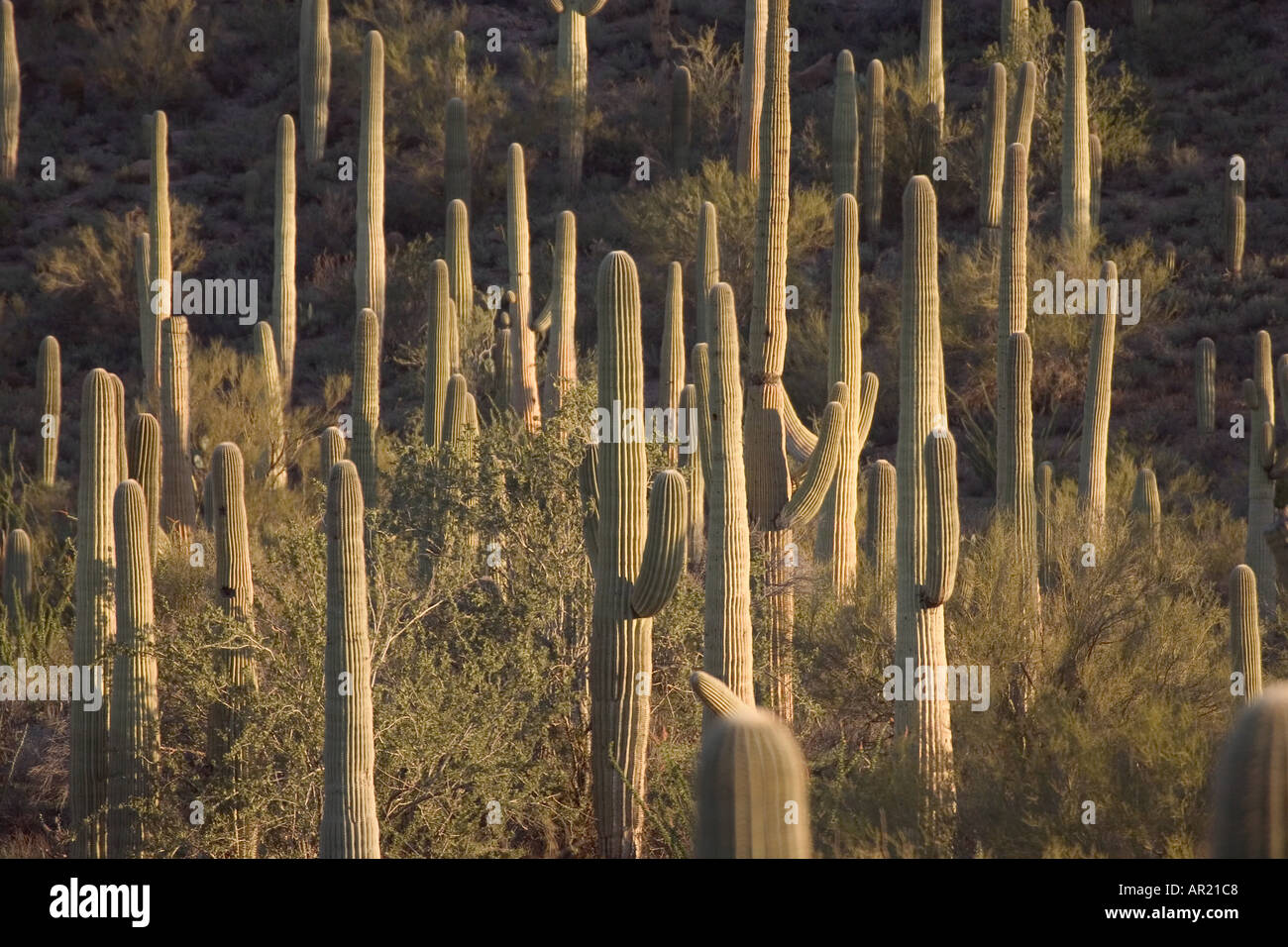 Saguaro Kakteen Saguaro National Monument Tucson Arizona USA Stockfoto