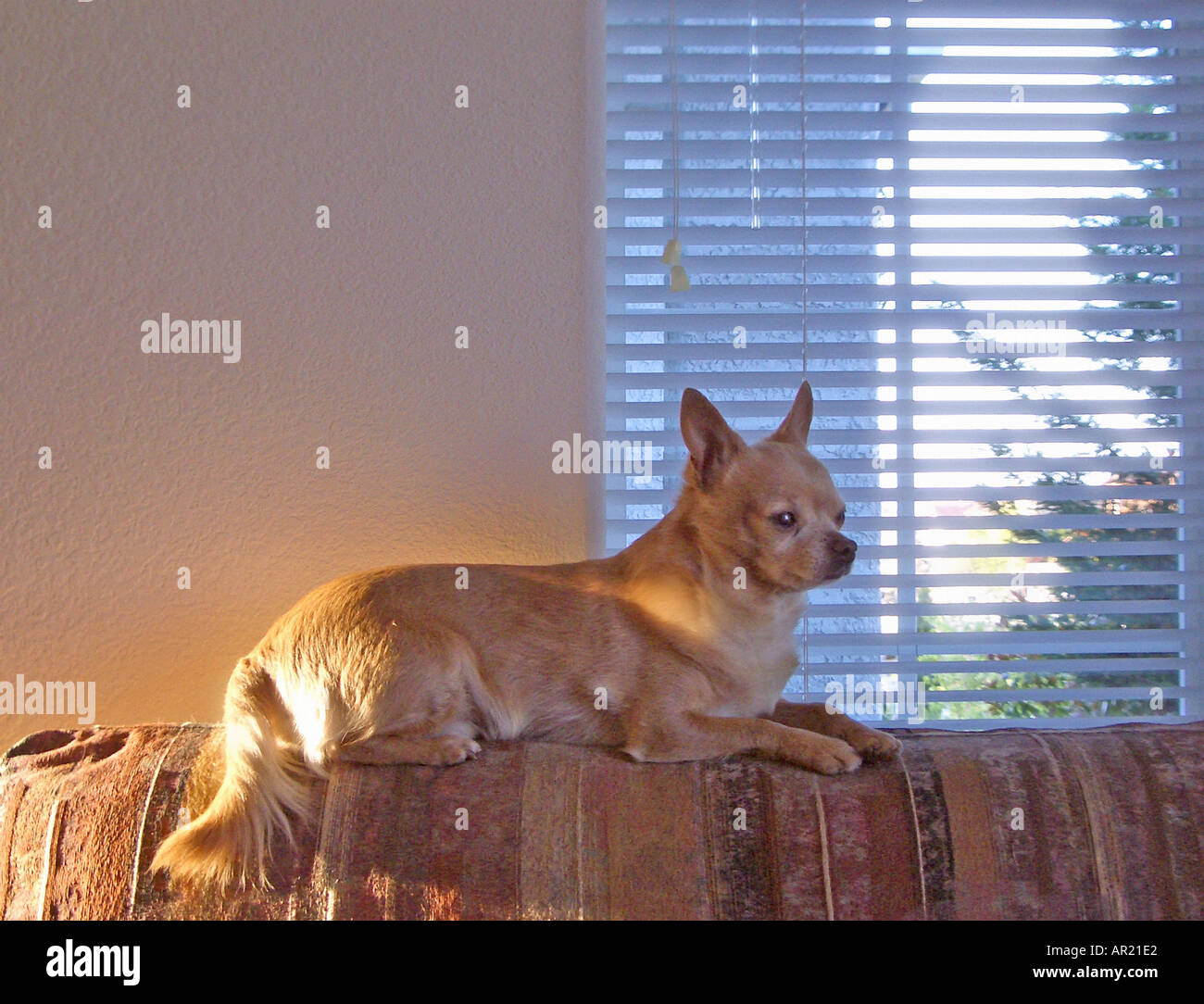 Chihuahua Hund Stockfoto