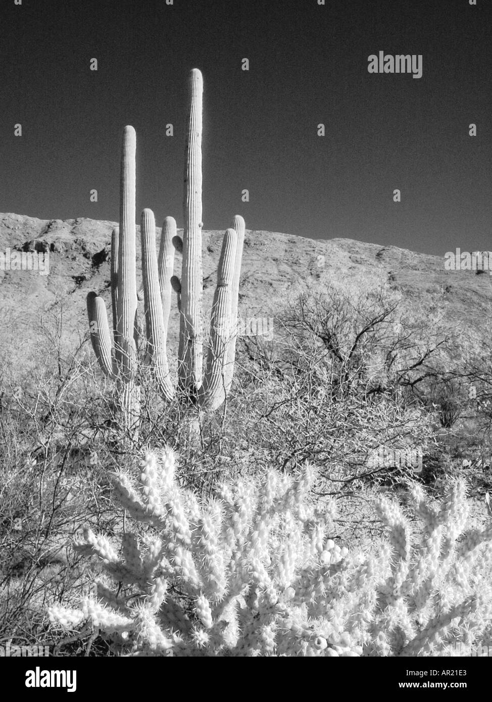Saguaro Kakteen Infrarot-Bild Stockfoto