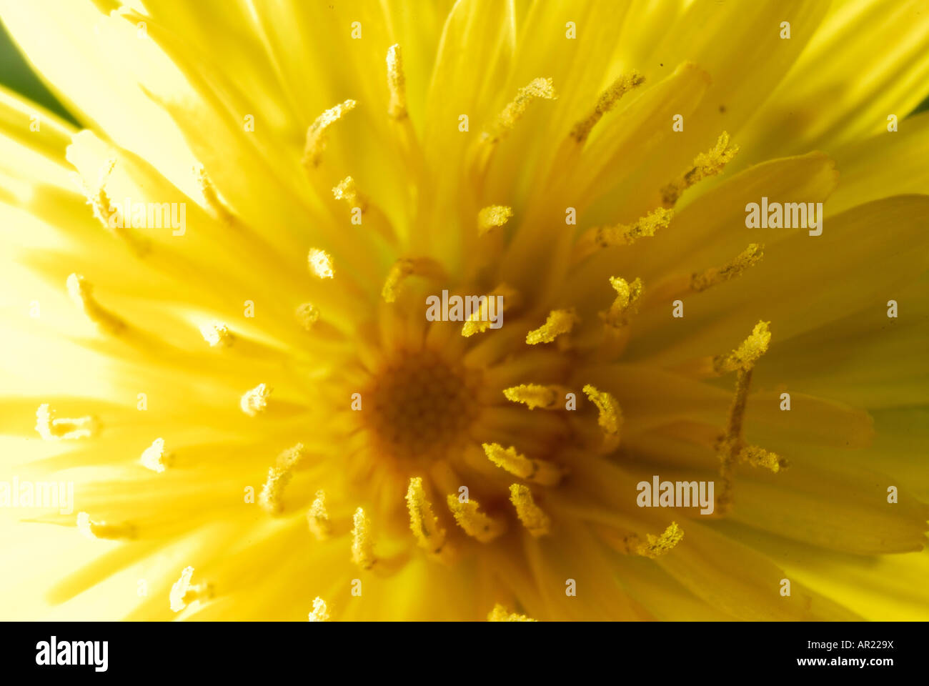 Erfassung von ein Gänseblümchen Stockfoto