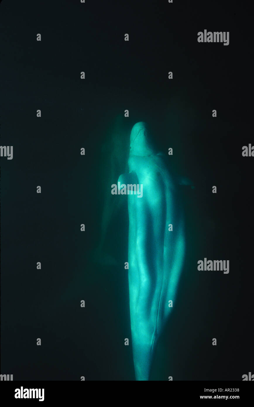 Belugas oder weißen Walen Delphinapterus Leucas diskontinuierliche Zirkumpolare Churchill Nordkanada Stockfoto