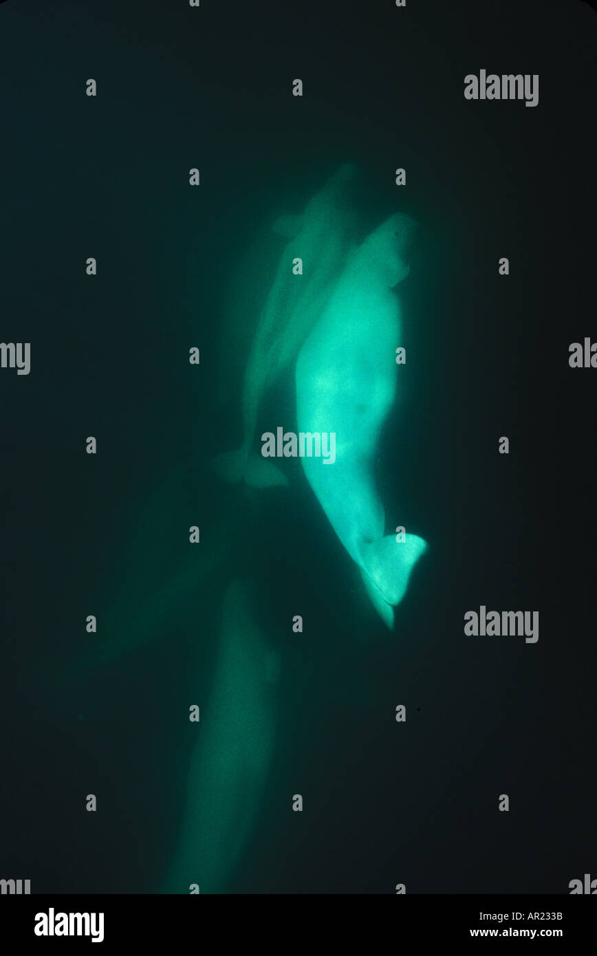 Belugas oder weißen Walen Delphinapterus Leucas diskontinuierliche Zirkumpolare Churchill Nordkanada Stockfoto