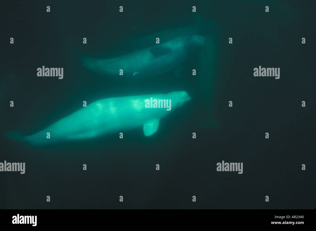 Belugas oder weißen Walen Delphinapterus Leucas diskontinuierliche Zirkumpolare Churchill Nordkanada Stockfoto