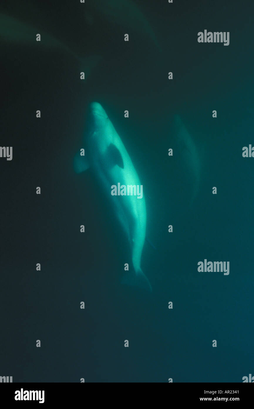 Belugas oder weißen Walen Delphinapterus Leucas diskontinuierliche Zirkumpolare Churchill Nordkanada Stockfoto