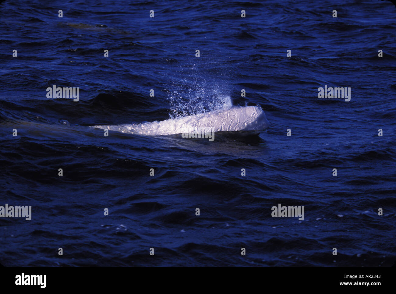 Belugas oder weißen Walen Delphinapterus Leucas diskontinuierliche Zirkumpolare Churchill Nordkanada Stockfoto