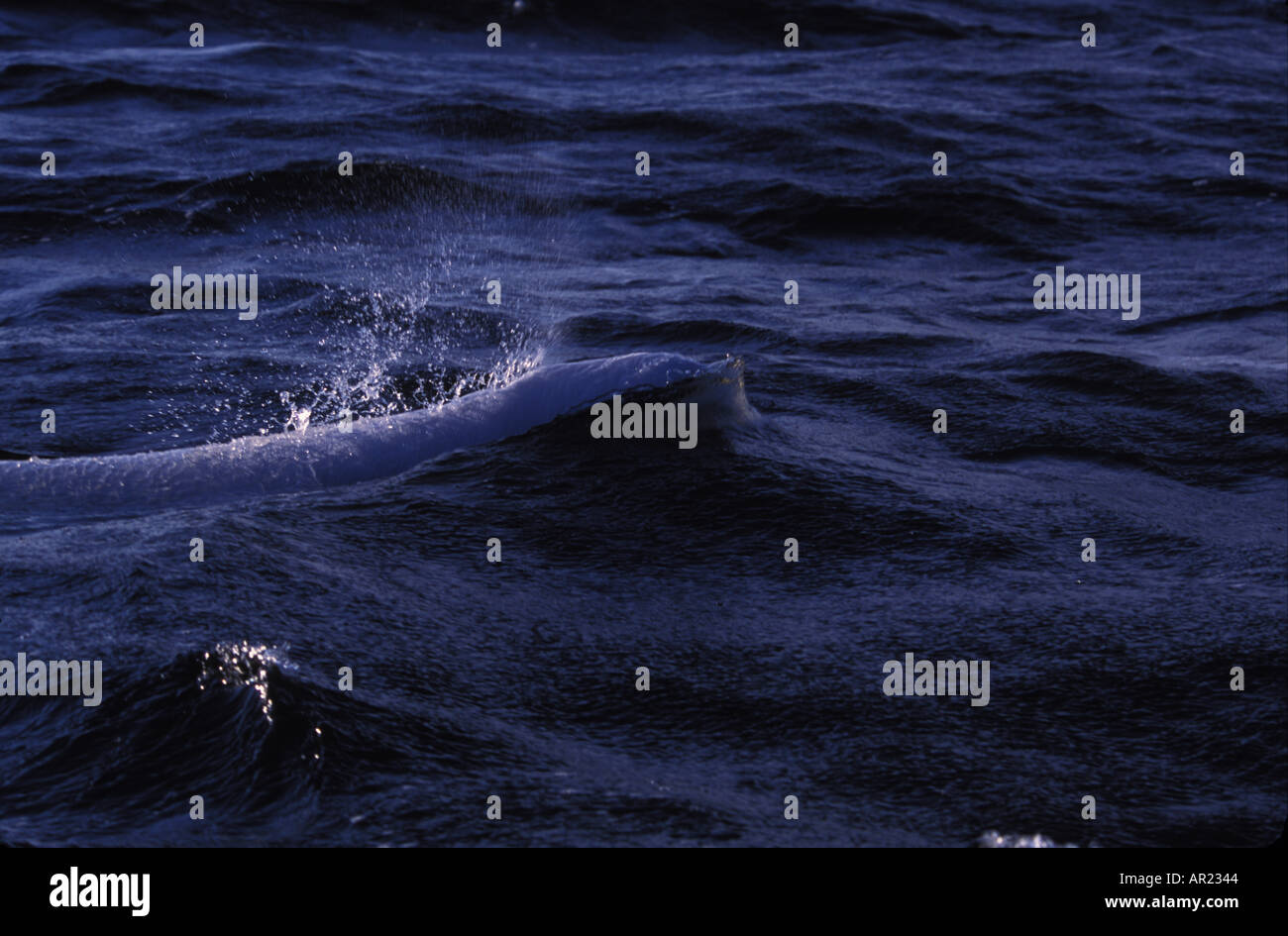 Belugas oder weißen Walen Delphinapterus Leucas diskontinuierliche Zirkumpolare Churchill Nordkanada Stockfoto