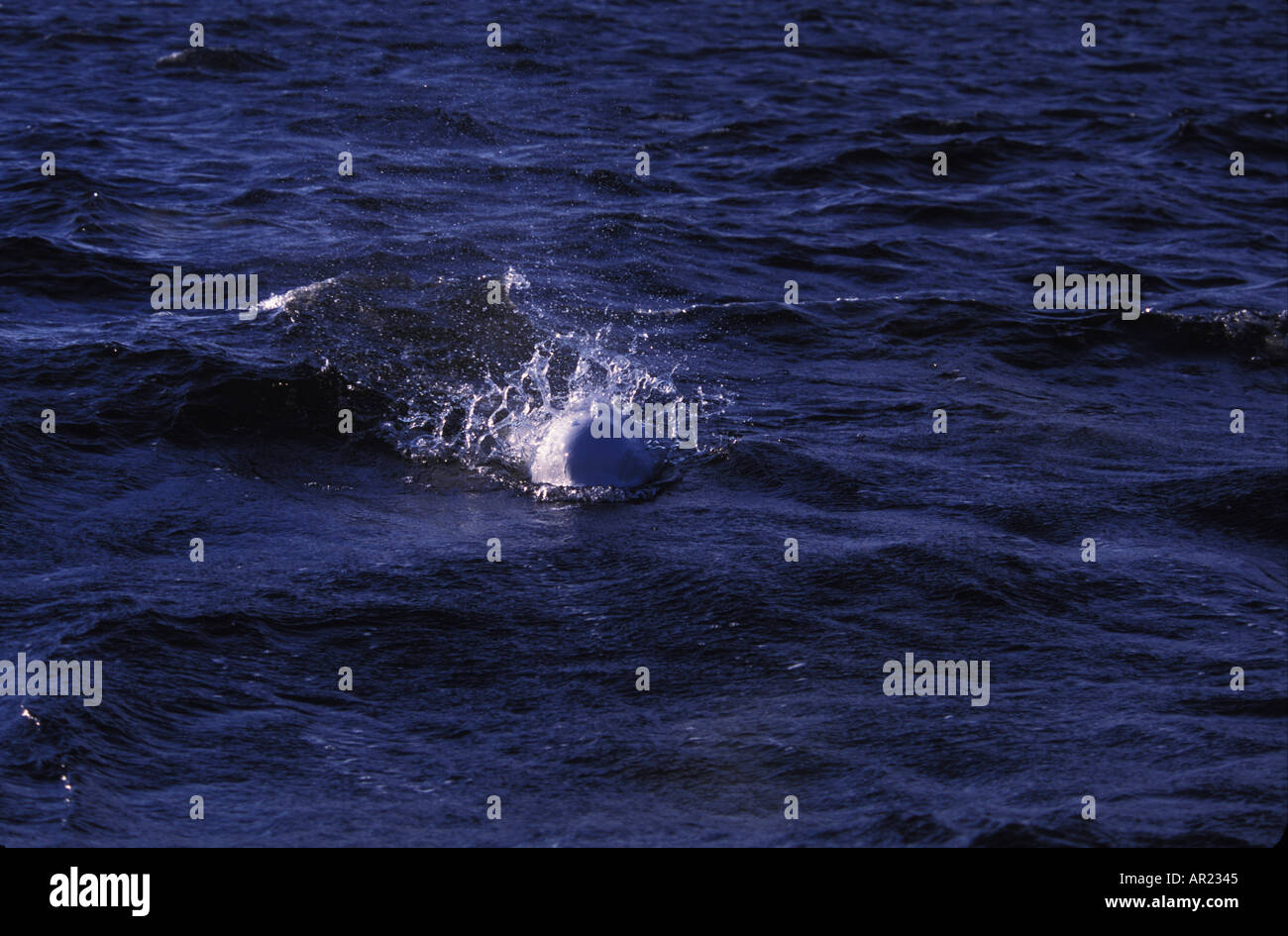 Belugas oder weißen Walen Delphinapterus Leucas diskontinuierliche Zirkumpolare Churchill Nordkanada Stockfoto
