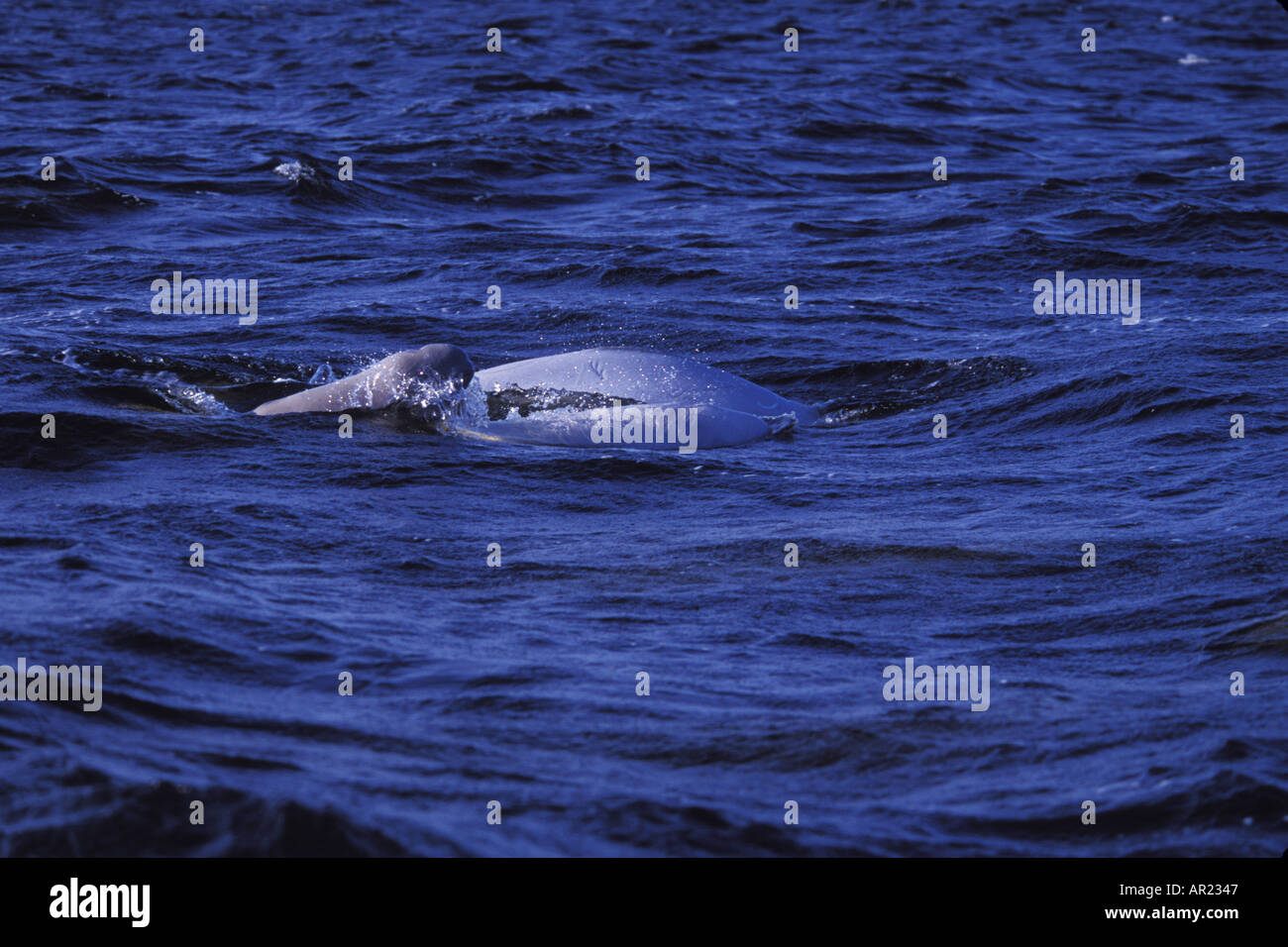 Belugas oder weißen Walen Delphinapterus Leucas diskontinuierliche Zirkumpolare Churchill Nordkanada Stockfoto