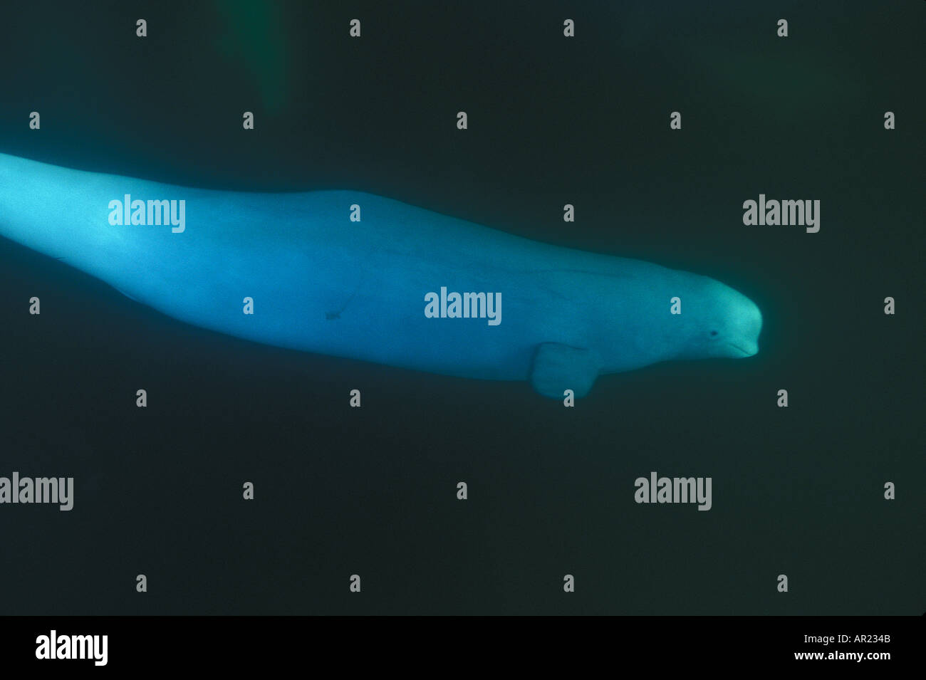 Belugas oder weißen Walen Delphinapterus Leucas diskontinuierliche Zirkumpolare Churchill Nordkanada Stockfoto