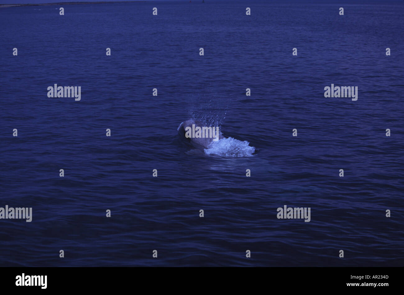 Belugas oder weißen Walen Delphinapterus Leucas diskontinuierliche Zirkumpolare Churchill Nordkanada Stockfoto