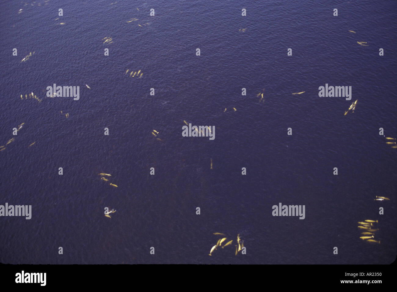 Belugas oder weißen Walen Delphinapterus Leucas diskontinuierliche Zirkumpolare Churchill Nordkanada Stockfoto