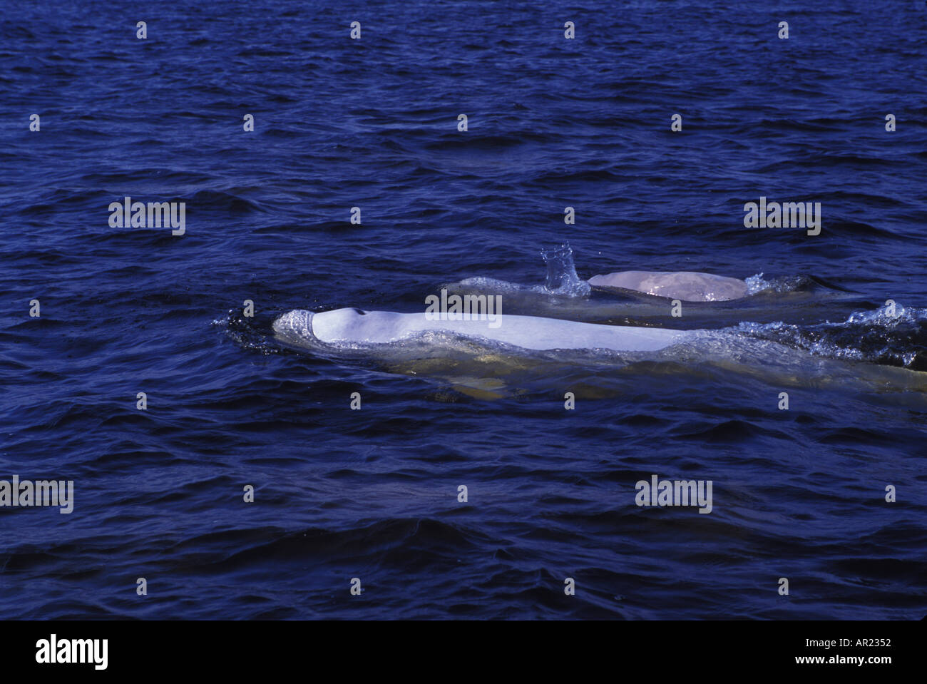 Belugas oder weißen Walen Delphinapterus Leucas diskontinuierliche Zirkumpolare Churchill Nordkanada Stockfoto