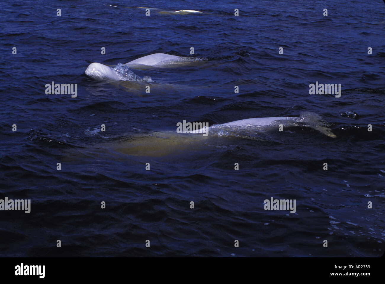 Belugas oder weißen Walen Delphinapterus Leucas diskontinuierliche Zirkumpolare Churchill Nordkanada Stockfoto