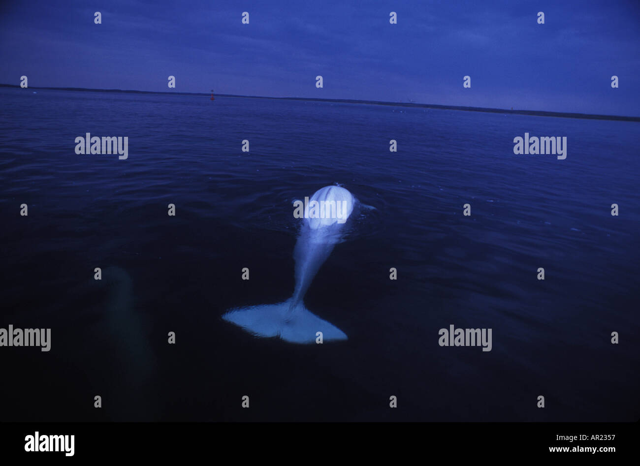 Belugas oder weißen Walen Delphinapterus Leucas diskontinuierliche Zirkumpolare Churchill Nordkanada Stockfoto