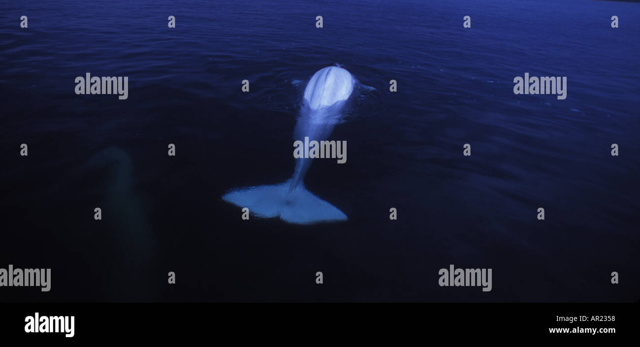 Belugas oder weißen Walen Delphinapterus Leucas diskontinuierliche Zirkumpolare Churchill Nordkanada Stockfoto